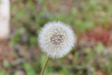 dandelion in grass