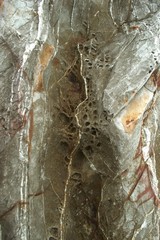 Eroded porous rock with quartz veins. Texture detail close up.