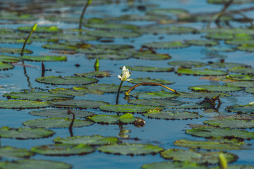 Lotus flower on lagoon