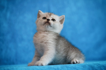Funny kitten. White kitten with white chest. Long haired red orange kitten.