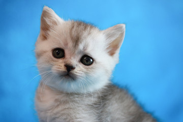 Funny kitten. White kitten with white chest. Long haired red orange kitten.