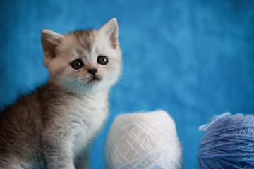 Cute tabby kitten isolated on blue background