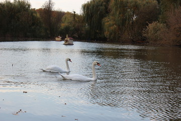 swan on lake