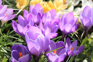 Crocuses on a field