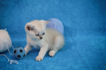 Fototapeta na wymiar Cool little kitten isolated on blue background