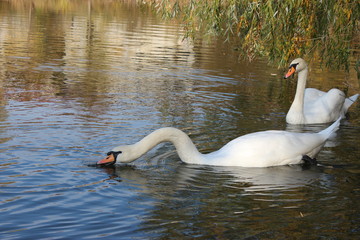 swan on lake