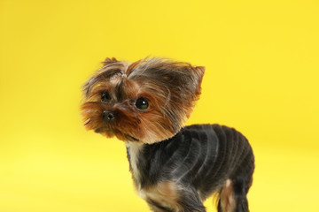 Cute Yorkshire terrier dog on yellow background