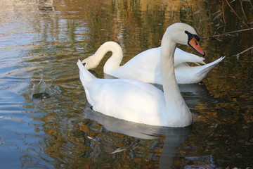 Obraz premium swan on the lake