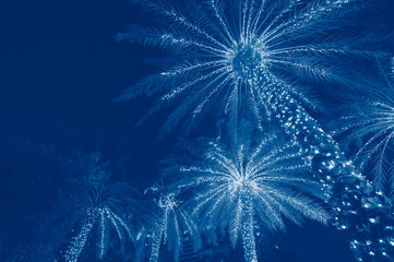 Classic blue toning trend 2020 color. christmas background palm tree