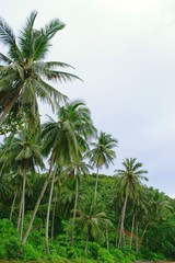 Fototapeta na wymiar Palm trees on Yai Yai island, Thailand
