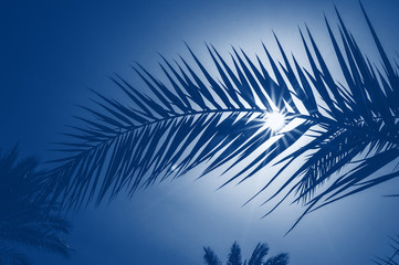Fototapeta na wymiar Classic blue toning trend 2020 color. Palm leaf on a background of the suns rays