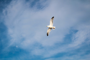Obraz premium eine Möwe am Himmel der Ostsee