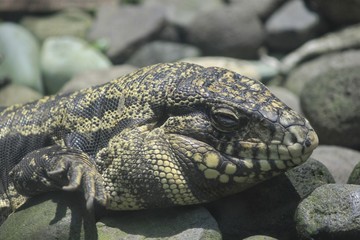 Head of Gold Tegu, (Tupinambis teguixin) reptile predator eating other animals. Its habitat is spread in South America