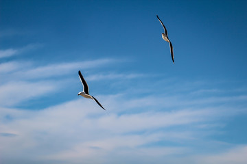 eine Möwe am Himmel der Ostsee