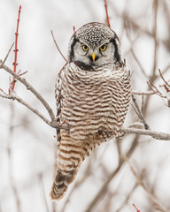 Northern Hawk Owl perching on a tree branch, Eastern Ontario