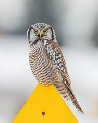 Northern Hawk Owl perching on a yellow road sign, Eastern Ontario