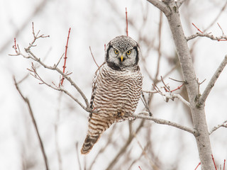 Northern Hawk Owl perching on a tree branch, Eastern Ontario