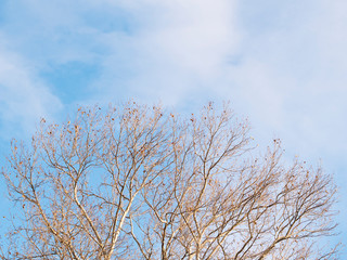 Branches of winter tree on cloudy sky background. Close up no leaves