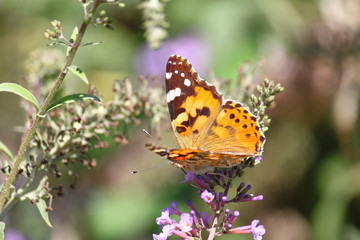Flower in garden at sunny summer or spring day.