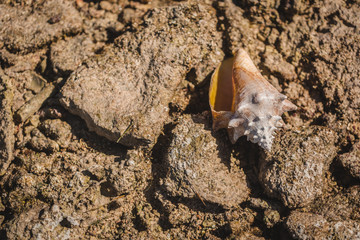 seashell on reef