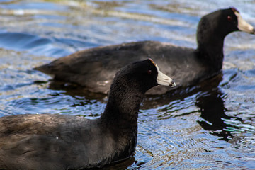 Par de patos en el lago.