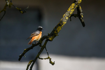 Selective focus photo. Common redstart bird on branch of tree.