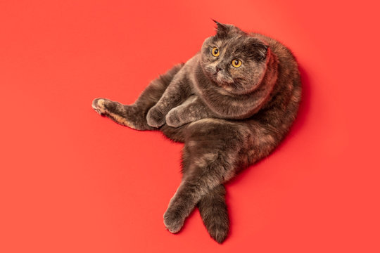 A Cute British Shorthair Cat Sitting Funny On The Studio Floor Isolated On Red Background With Copy Space