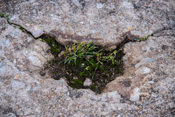 Cracks and breaks in concrete driveway with grass and moss growing in the hole