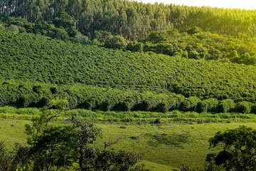 Farm coffee plantation in Brazil