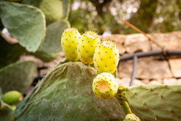 Close-up of prickly pear fruits on pad. Apulia region, Italy