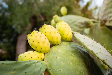 Close-up of prickly pear fruits on pad. Apulia region, Italy