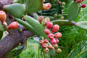 Close-up of prickly pear fruits on pad. Apulia region, Italy