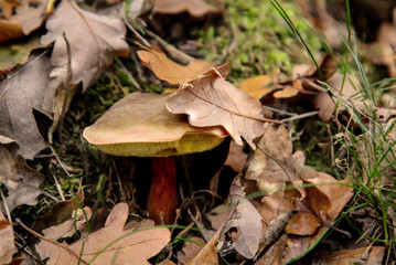Pilze im Wald, Essbar und ungenießbar, alles ist möglich