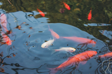 koi fish in the pond