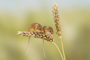 Harvest Mouse