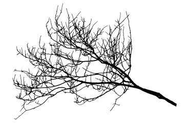 Autumn bare branch tree silhouette. Vector illustration.