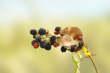 Harvest Mouse