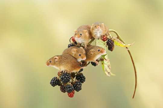 Harvest Mouse