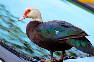 duck on car windshield
