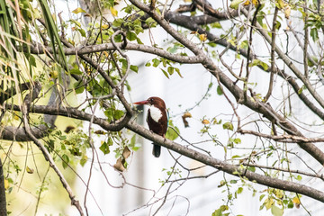 A White-breasted kingfisher on a tree branch