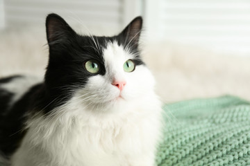 Cute cat relaxing on green knitted fabric. Lovely pet