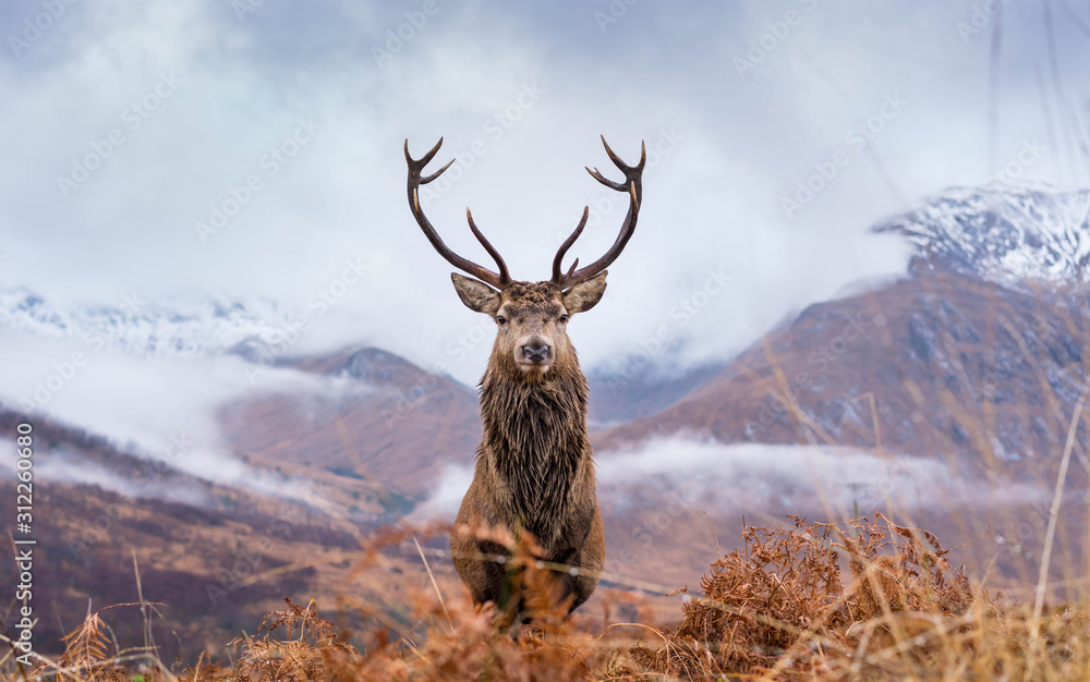 Wall mural monarch of the glen