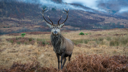 Monarch Of The Glen © Colin
