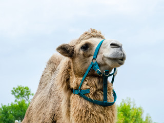 A two humped camel in the city park. Camel walking in the park
