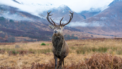 Monarch Of The Glen