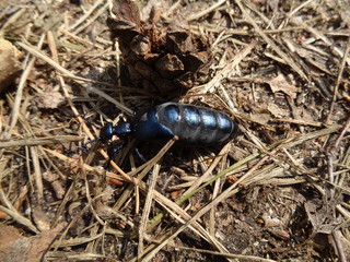Kampinoski Park Narodowy