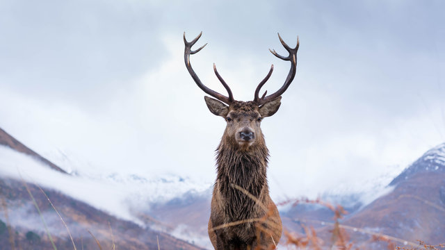 Monarch Of The Glen