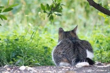 Naklejka na ściany i meble A cat hiding on the grass