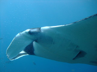 Reef manta ray (Manta alfredi) head showing extended cephalic fins, Raja Ampat, West Papua