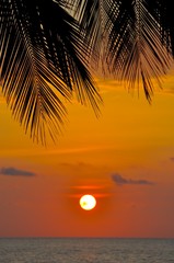 Tropical Sunset and Palm Leaves